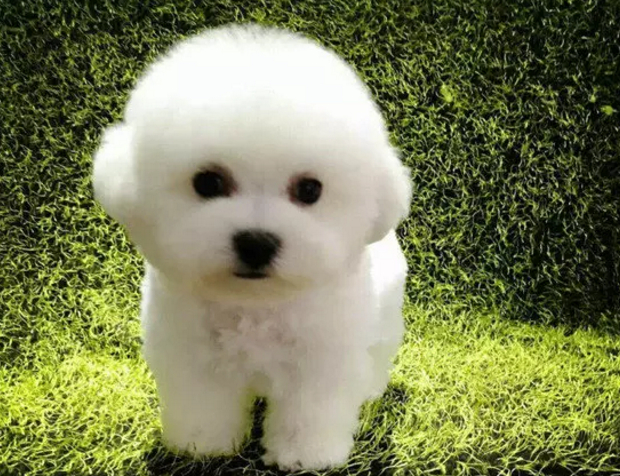 1636258461442323.jpeg e1eeedb55d201c67f820b032768f7a45.jpeg